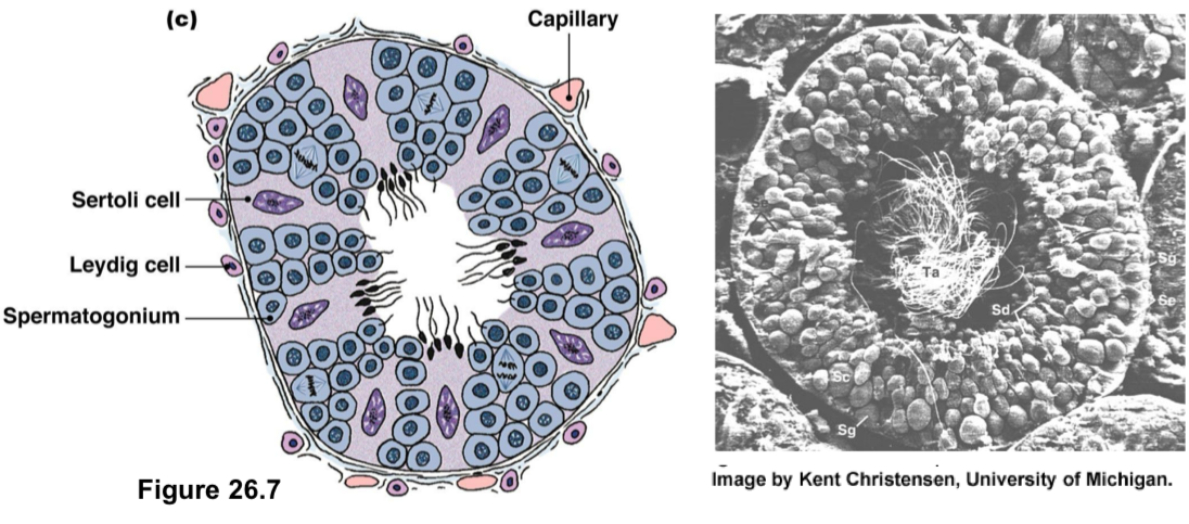 <ul><li><p>Sertoli cells (sustentacular cells) -- Support sperm development</p></li><li><p>Leydig cells (interstitial cells) -- Secrete testosterone</p></li></ul><div data-type="horizontalRule"><hr></div><p>precursor of sperm: spermatogonium</p><p></p>