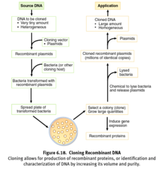 <p>DNA that has been formed artificially by combining constituents from different organisms.</p>