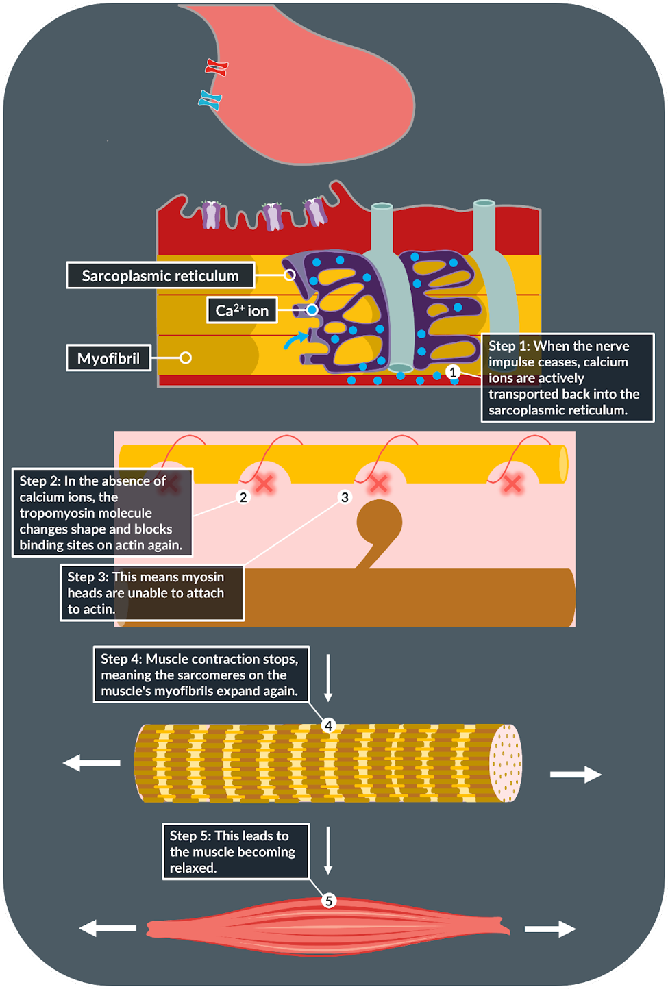 knowt flashcard image