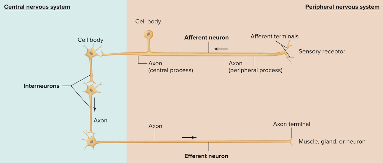 <p><span style="background-color: transparent;"><strong><span>sensory/afferent neuron</span></strong><span>: conveys info from PNS to CNS; unipolar or pseudounipolar; cell body in PNS</span></span></p><p><span style="background-color: transparent;"><strong><span>interneurons: </span></strong><span>lies within CNS; connects afferent and efferent neurons; generally multipolar; allows one sense to activate multiple pathways</span></span></p><p><span style="background-color: transparent;"><strong><span>motor/efferent neuron:</span></strong><span> conveys info away from CNS to effector cell; multipolar; cell body in CNS</span></span></p><p><span style="background-color: transparent;"><span>order: sensory —> interneurons —> motor neurons</span></span></p>