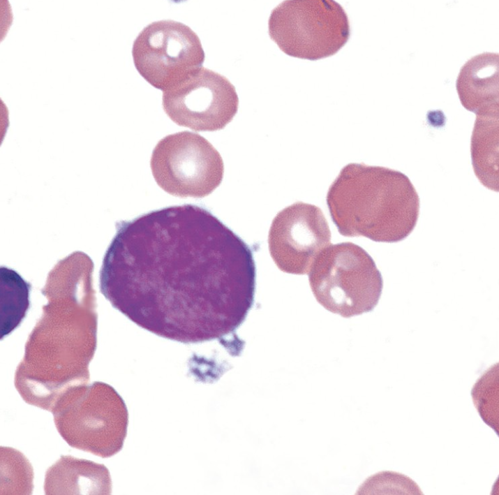 <p>What cell is this? </p>