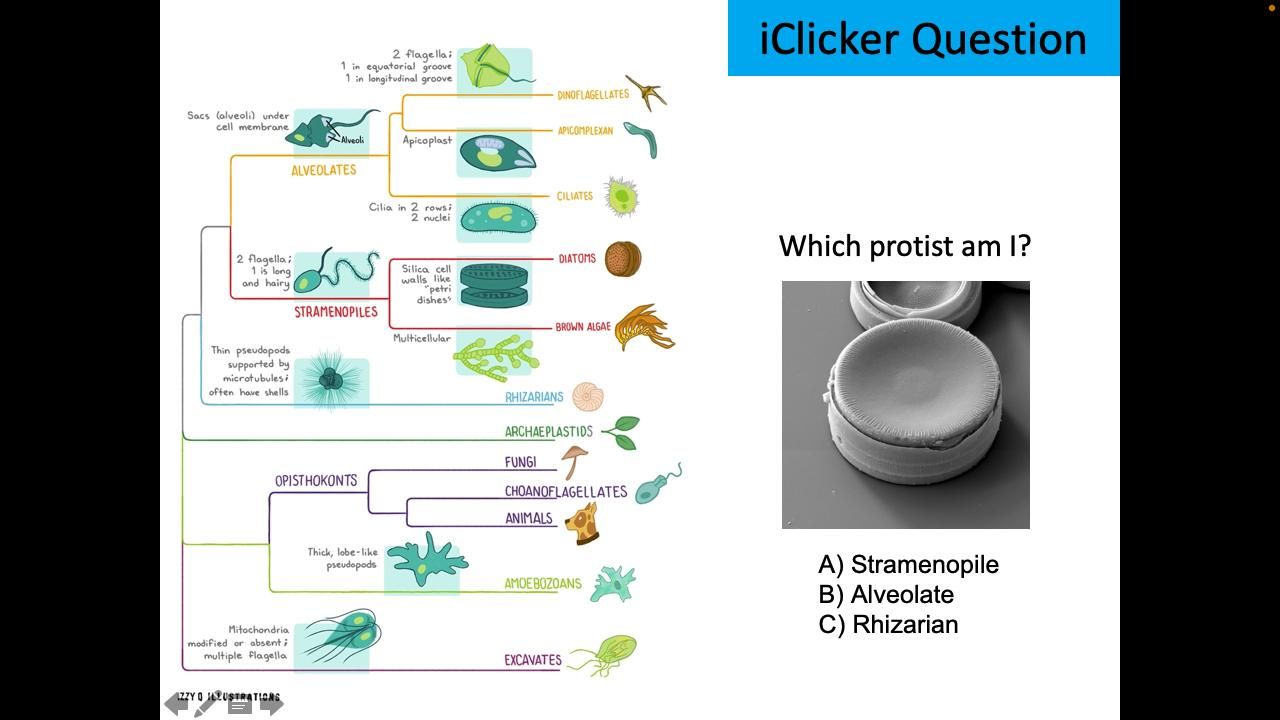 <p>Which protist am I?</p>
