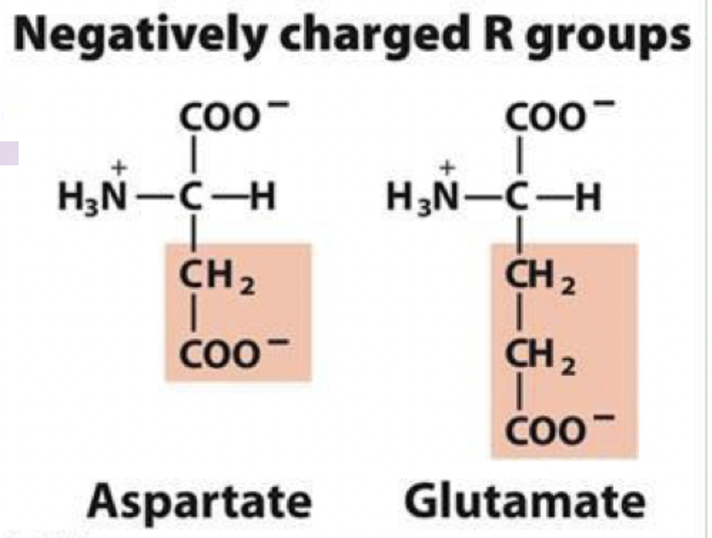 <ul><li><p>they’re (-) at pH 7 and hydrophilic </p></li><li><p>they’re usually found on protein surfaces</p></li><li><p>aspartate (aspartic acid) (asp) D</p></li><li><p>glutamate (glutamic acid) (glu) E</p></li></ul><p></p>