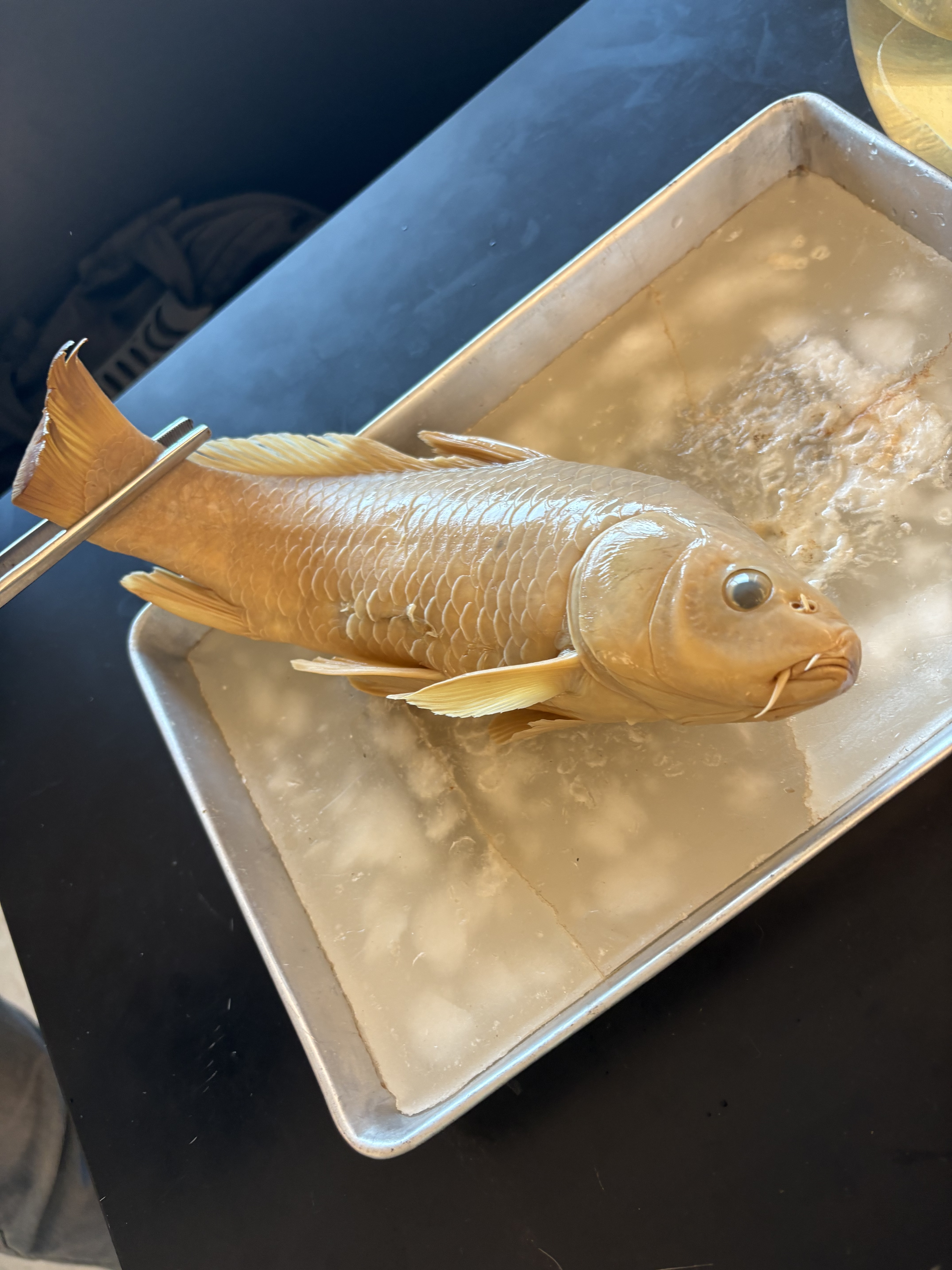 <p>What is the Class, Division, Order, Family, Name, and Scientific Name for this species?</p>