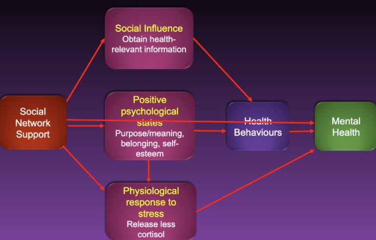 <ul><li><p>Social relationships improve mental health for everyone regardless of person’s stress levels  </p></li><li><p><u>Social network support</u>: people more likely to seek help if social network suggests it first → social influence → positive health behaviours → improved mental health</p></li><li><p>Social contact itself → positive psychological states → positive health behaviours → improved mental health</p></li><li><p>Positive psychological states → decrease psychological response to stress → improved mental health</p></li></ul><p></p>