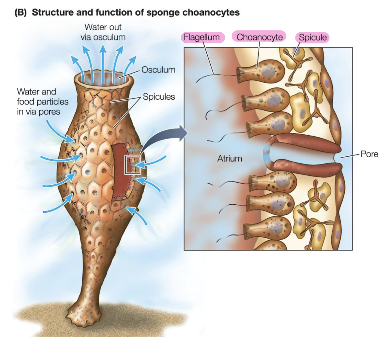 <p>narrow bottom, bulbous center, narrow top</p><p>opening of upper bulb: osculum, water exits here</p><p>water and food particles in via pores that are on spicules<br>choanocytes and their falgella facing toward inner cavity of bulb</p>
