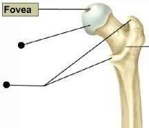 <p>small pit </p><p>ex: fovea capitus</p>