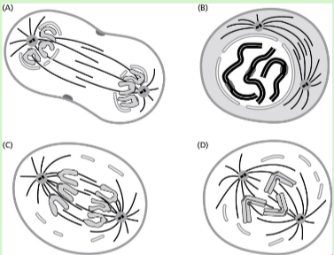 <p>Figures below represent different stages of mitosis in animal cells. Which represents prometaphase?</p>