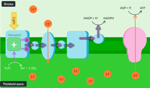 <p>Some energy released from the ETC is coupled to the active transport of H+ ions (protons) from the stroma into the thylakoid space.</p>