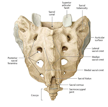 <ul><li><p>Continuation of the vertebral canal in the sacrum</p></li><li><p>Contains the Cauda equina</p><ul><li><p>bundle of spinal nerve roots arising inferior to the L1 vertebrae</p></li></ul></li></ul><p></p>