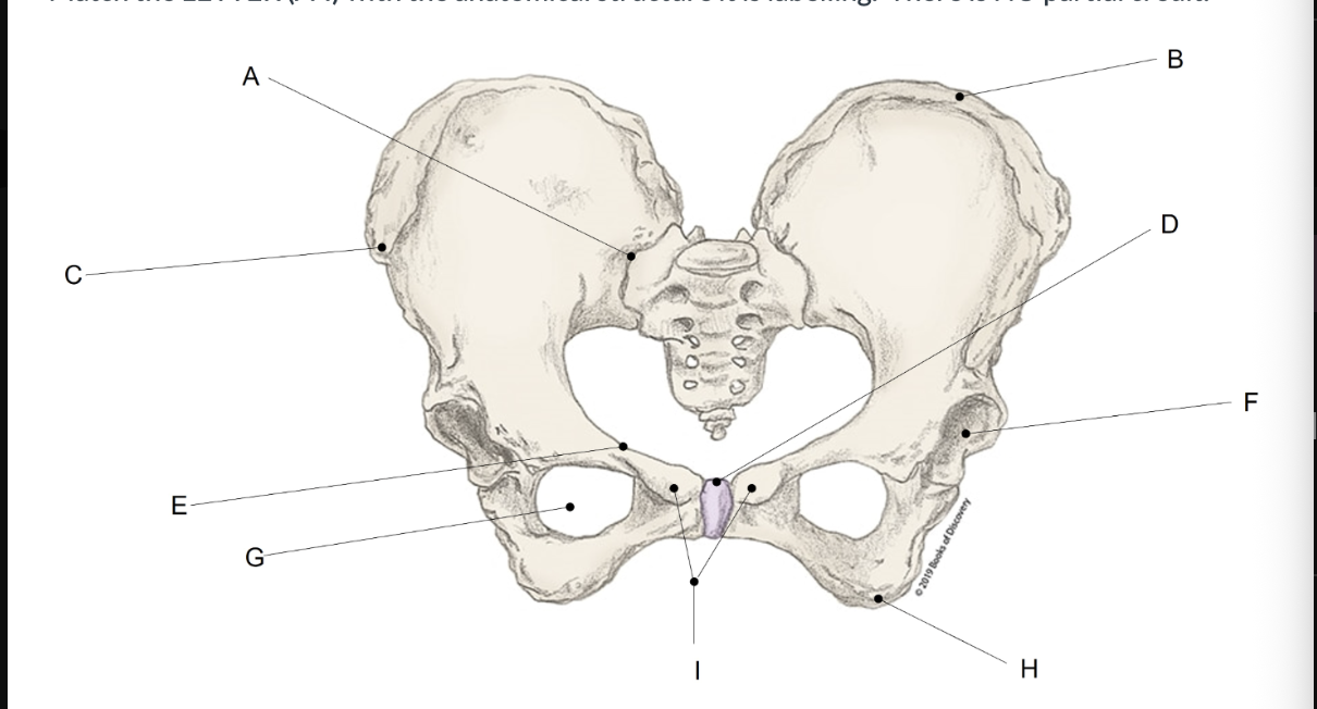 <p><span>Match the LETTER (A-I) with the anatomical structure it is labelling. &nbsp;There is NO partial credit.</span></p>