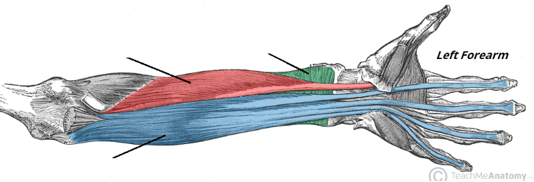 <p>ID muscle and innervation (green)</p>
