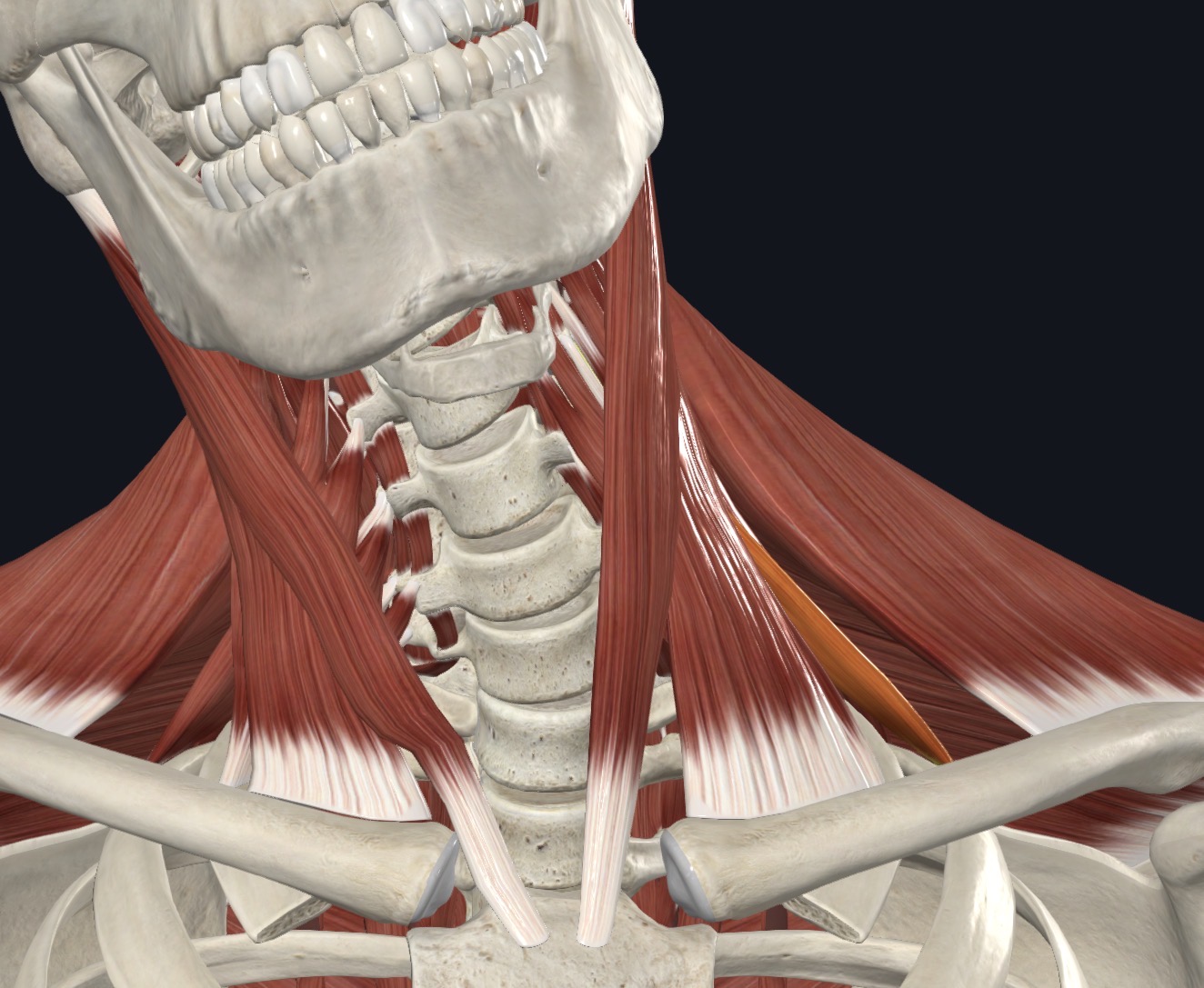<p>Flexes neck laterally; 2nd rib during forced inspiration</p>