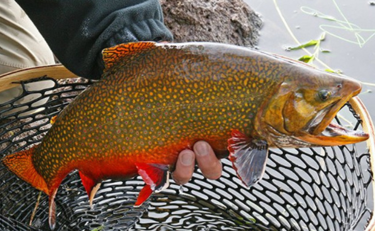 <p>Brook Trout</p>