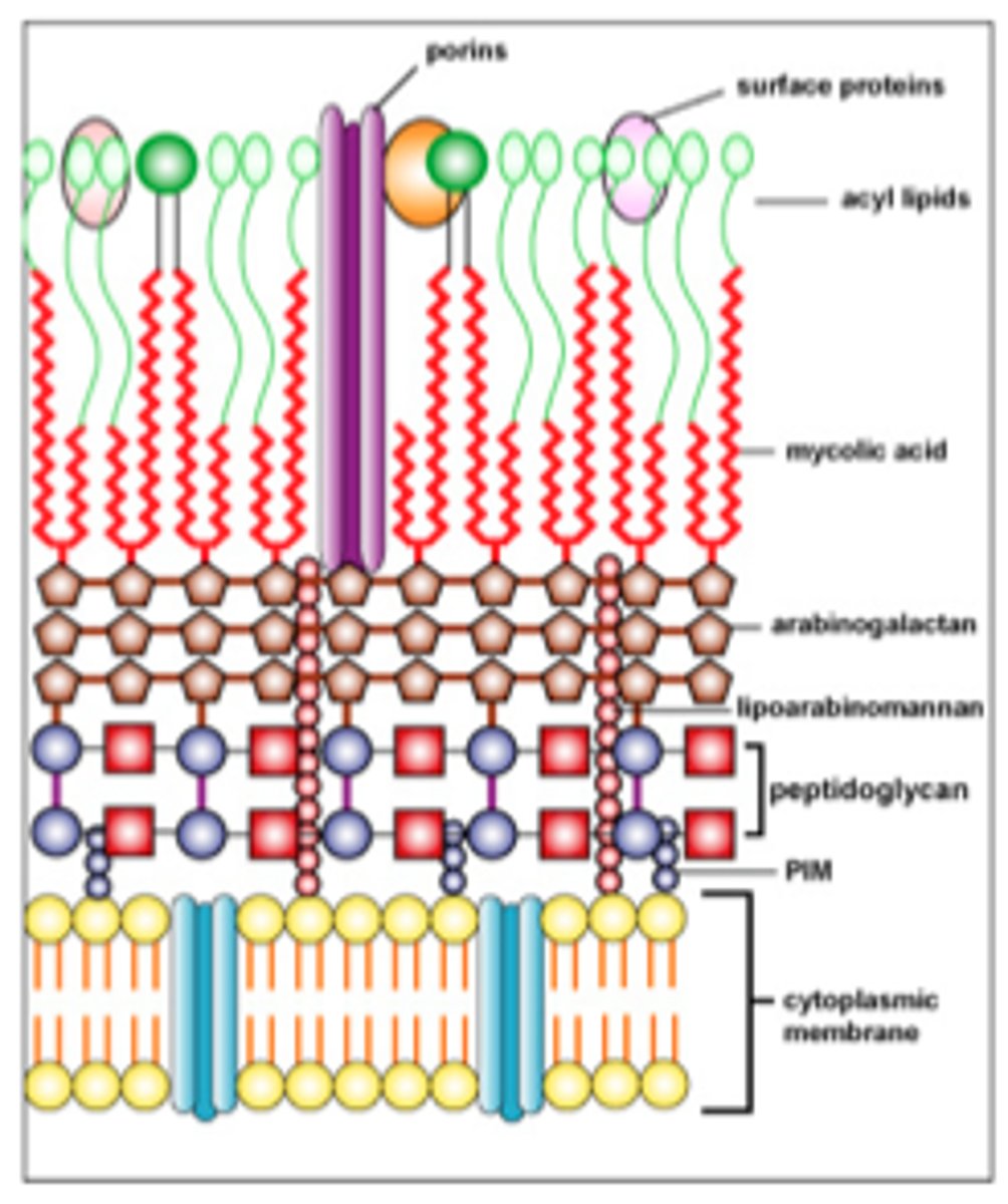 <p>A cell wall containing waxy mycolic acid that resists ordinary staining methods.</p>