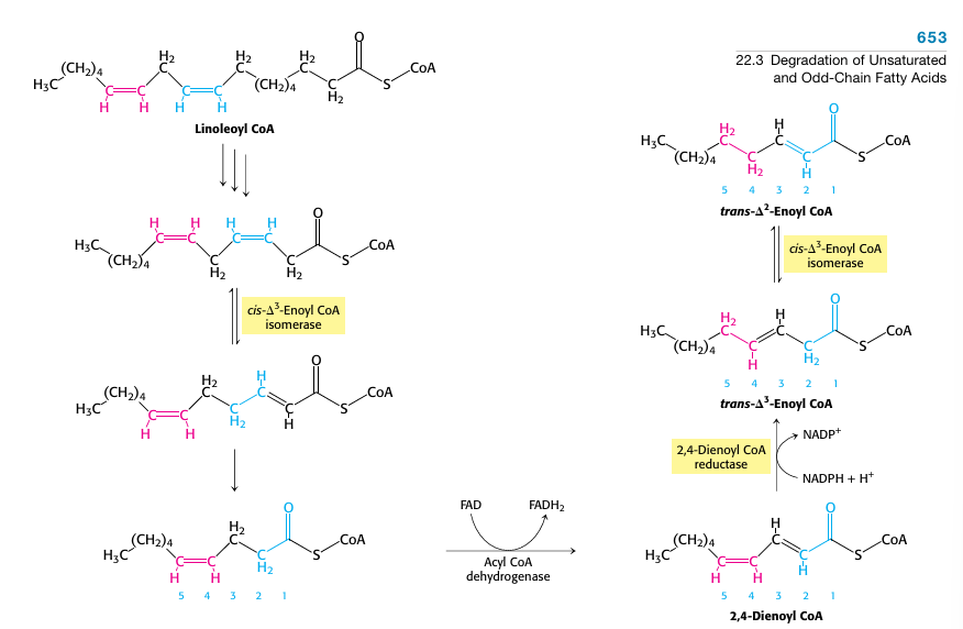 <ul><li><p>need isomerase and reductase </p></li><li><p>are degraded until double bond is reached </p></li><li><p>Isomerase makes double bond trans and proceeds with normal beta oxidation through hydration</p></li><li><p>Reductase makes double bond of 2,4-dienoyl trans </p></li></ul><p></p>