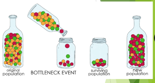 <p><strong>Bottleneck Effect:</strong> Changes in gene distribution that result from a rapid decrease in population size</p><p>Starvation, disease or natural disasters (volcano, earthquake, etc.) can drastically decrease population size</p><p>The population that is left may have decreased genetic diversity, changing allele frequencies</p><p>Ex. Elephant seals were hunted to near extinction in the 1800s. At one point, there were only about 20 individuals left. Now, the elephant seal populations has much less variation than they would if their ancestors were all from different populations.</p>