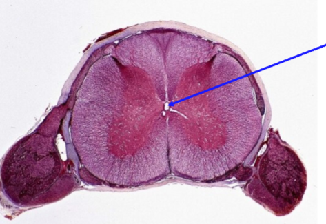 <p>Name the structure </p>