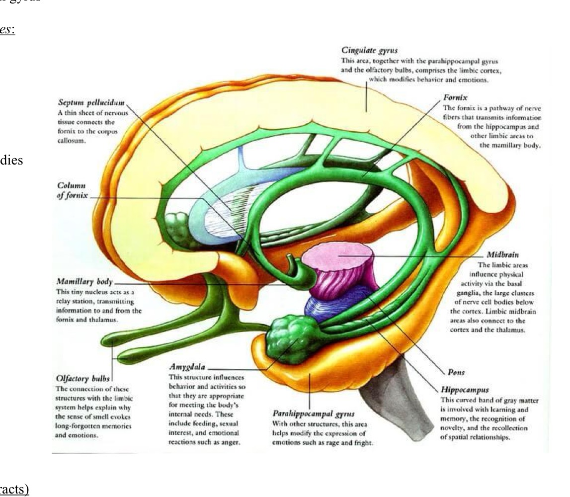 <p>What does the HOME acronym in the Limbic System stand for? </p>