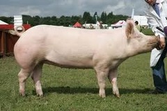 <p>White with a long/large frame and erect ears; known as the "Mother breed" with large litters.</p>