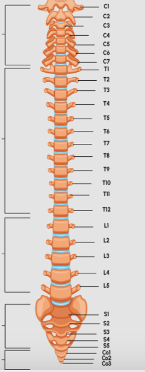 <p>Benoem de namen van de bijbehorende delen van het columna vertebralis (wervelkolom).</p>