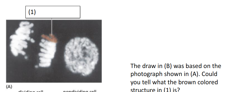 <p>What is the brown structure (1) in a dividing cell image?</p>