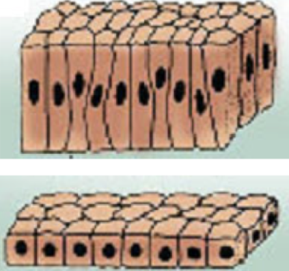 <p><span style="background-color: transparent;">a single layer of column/cube-shaped cells; ciliated or nonciliated</span></p><ul><li><p><span style="background-color: transparent;">Thicker than simple squamous, which makes it less good for drug absorption, but absorption still occurs since it’s not that much thicker</span></p></li><li><p><span style="background-color: transparent;">Found in: Lung’s bronchioles, kidney’s distal tubule and collecting duct, stomach, and small and large intestines</span></p></li></ul><p></p>