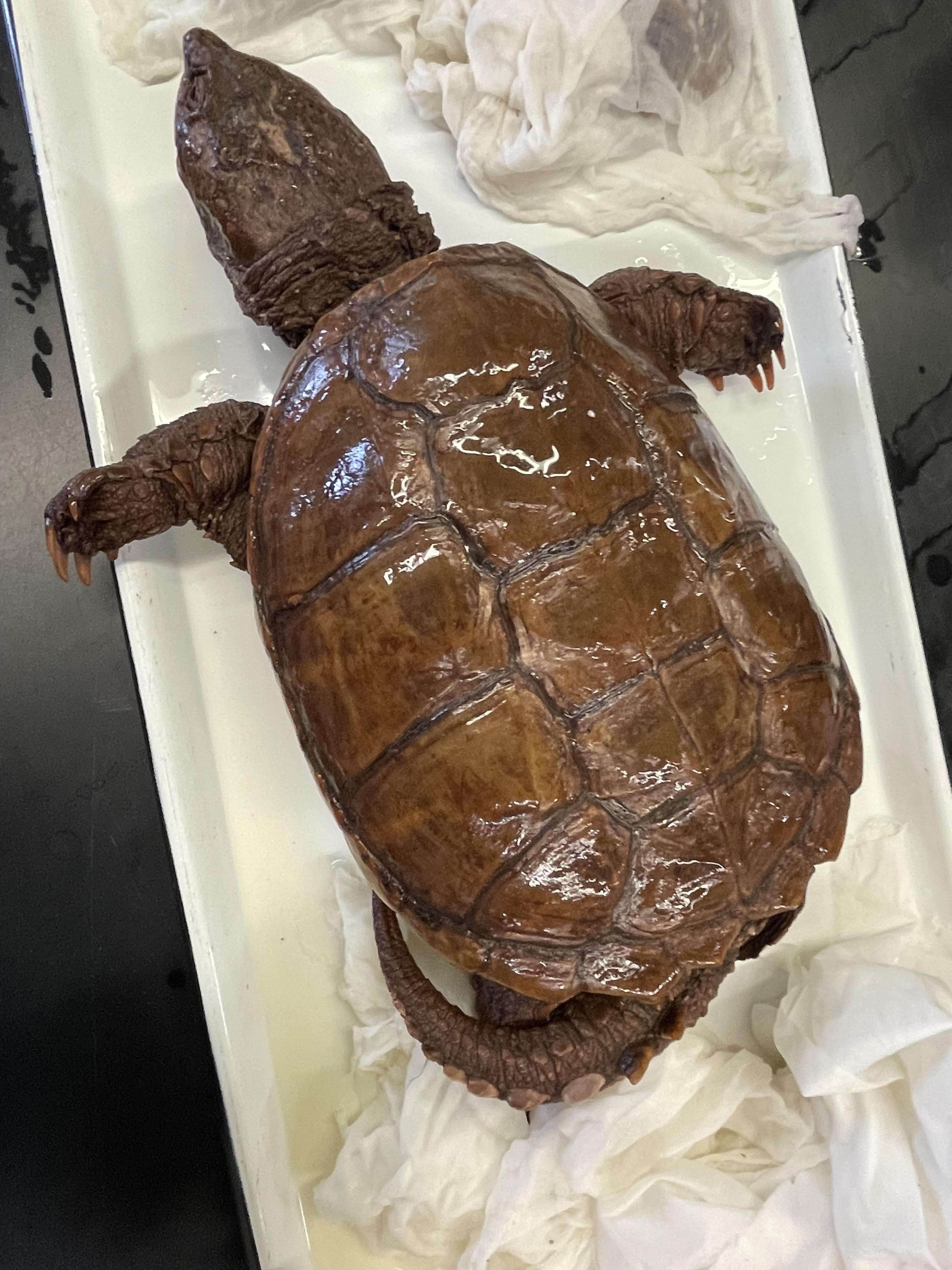 <p>Genus and species</p>