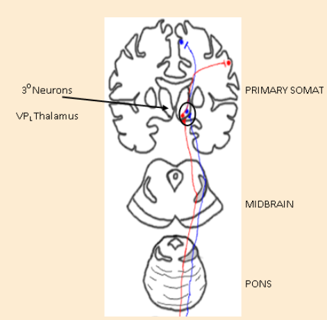 <p>-thalamocortical projections to primary somatosensory cortex (SI- Brodmann’s areas q, 2 3a & 3b)</p>