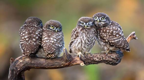 <p>a —— of owls</p>