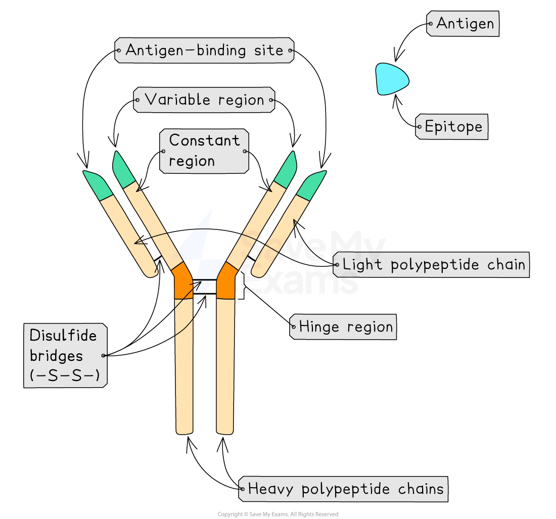 <p>1) proteins synthesised by plasma cells (B cells)</p><p>bind to antigen forming antigen-antibody complex- complementary shapes </p><p>antibodies are therefore very specific</p><p>2) agglutination occurs- all bacteria are clumped together- can be engulfed more easily by a phagocyte</p>