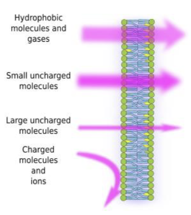 <p>semipermeable; nonpolar region <strong>bigger</strong> <strong>than</strong> polar region (harder to get through)</p><p>small molecules = pass easily</p><p>polar molecules &amp; ions: <strong>need protein help</strong> to cross</p>