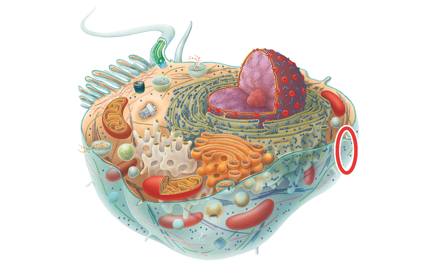 <p>What cell part is circled?</p>