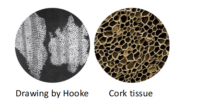 <ul><li><p><span>Architect <strong>Robert Hooke</strong> (1635–1703)</span></p></li><li><p><span>Built the first compound lens microscope (~30x magnification);</span></p></li><li><p><span>First to ‘see’ and record eukaryotic microbes; <strong>gave birth to Microbiology…revealed the microscopic world!</strong></span></p></li><li><p><span>Coined the term “cell” from Latin cella, which means small room after observing cork tissue</span></p></li></ul><p></p>