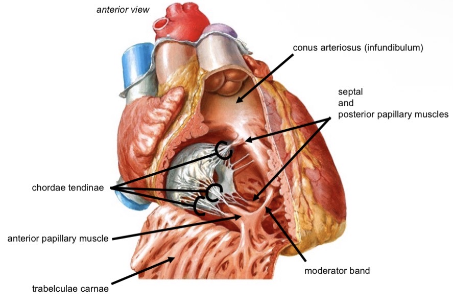 <ul><li><p>Trabeculae carnae </p></li><li><p>Conus arteriosus (infundibulum) </p></li><li><p>Papillary muscles (anterior, posterior, septal)</p></li><li><p>Chordae tendinae </p></li><li><p>Moderator band (Purkinje fibers)</p></li></ul><p></p>