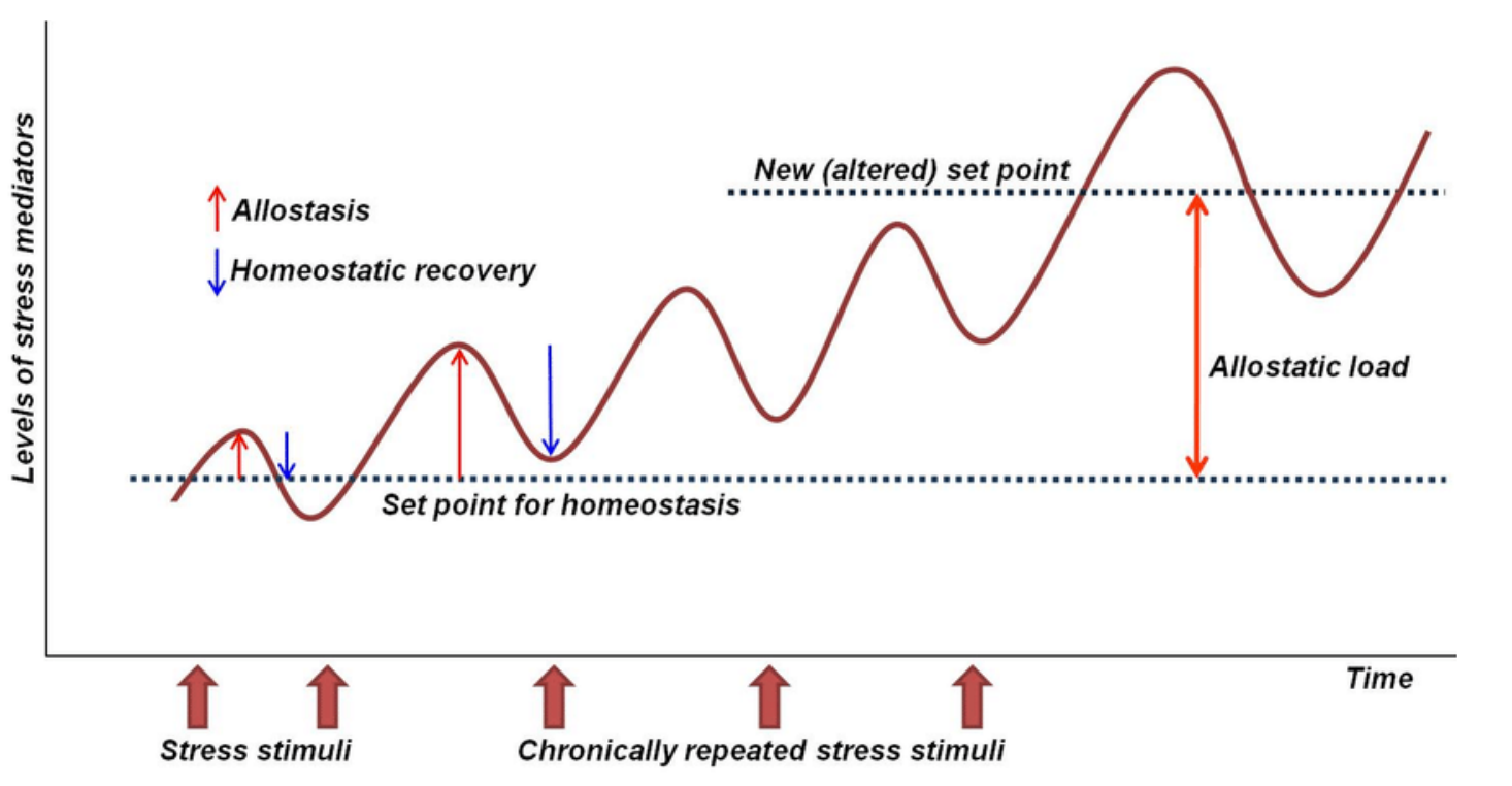 <ul><li><p>The cumulative cost to the body of allostasis</p></li><li><p>All animals experience acute daily and seasonal stressors that they need to cope with. However, when stressors are repeated too often, there can be “wear and tear” across multiple somatic systems, which can lead to chronic stress</p><ul><li><p>Can lead to an altered set point</p></li></ul></li></ul><p></p>