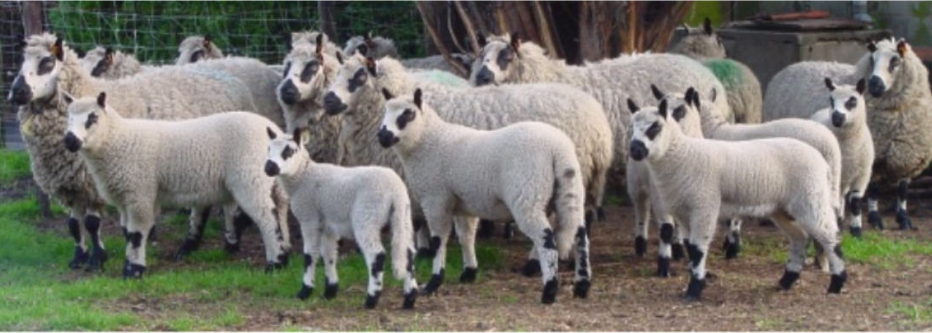 <p>benoem het schappenras op de afbeelding</p>