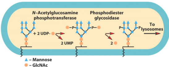 <p>How are lysosomal enzymes recognized?</p>