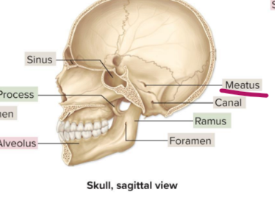 <p>Meatus </p>