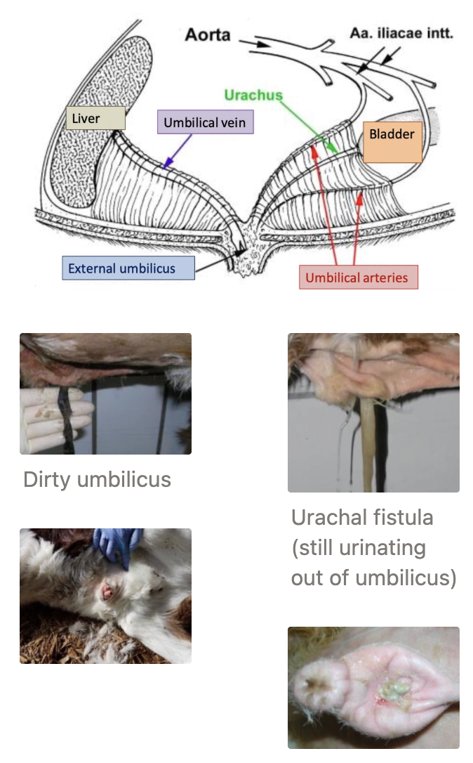 <p><u>Structure:</u></p><ol><li><p>Urachus = To bladder</p></li><li><p>ONE umbilical vein = To liver</p></li><li><p>TWO umbilical arteries = To aorta (snap back after birth)</p></li></ol><p><u>Normal Involution:</u></p><ol><li><p>Umbilical cord ruptures at birth ~4 fingers away from skin</p><ul><li><p>Rupture at skin = Risk of infection</p></li></ul></li><li><p>Dries out within 4d (determine age or signs of infection)</p></li><li><p>Sloughs off at ~14d</p></li><li><p>Scab present until 3 - 4w</p></li></ol><p><u>Types of Umbilical Diseases:</u></p><ol><li><p>Uncomplicated umbilical hernia</p></li><li><p>Complicated umbilical hernia</p></li><li><p>Umbilical remnant infection (infected vein, arteries or urachus)</p></li><li><p>Umbilical abscess/chronic omphalitis</p></li><li><p>Urachal cyst/rupture</p></li></ol><p><u>Umbilical Care:</u> ASAP after birth before AND after transport</p><ul><li><p>Iodine/chlorhexidine spray/dip to completely cover navel</p></li><li><p>Handle navel gently and as little as possible</p></li><li><p>Repeat ≥SID until navel dries out</p></li></ul><p></p>
