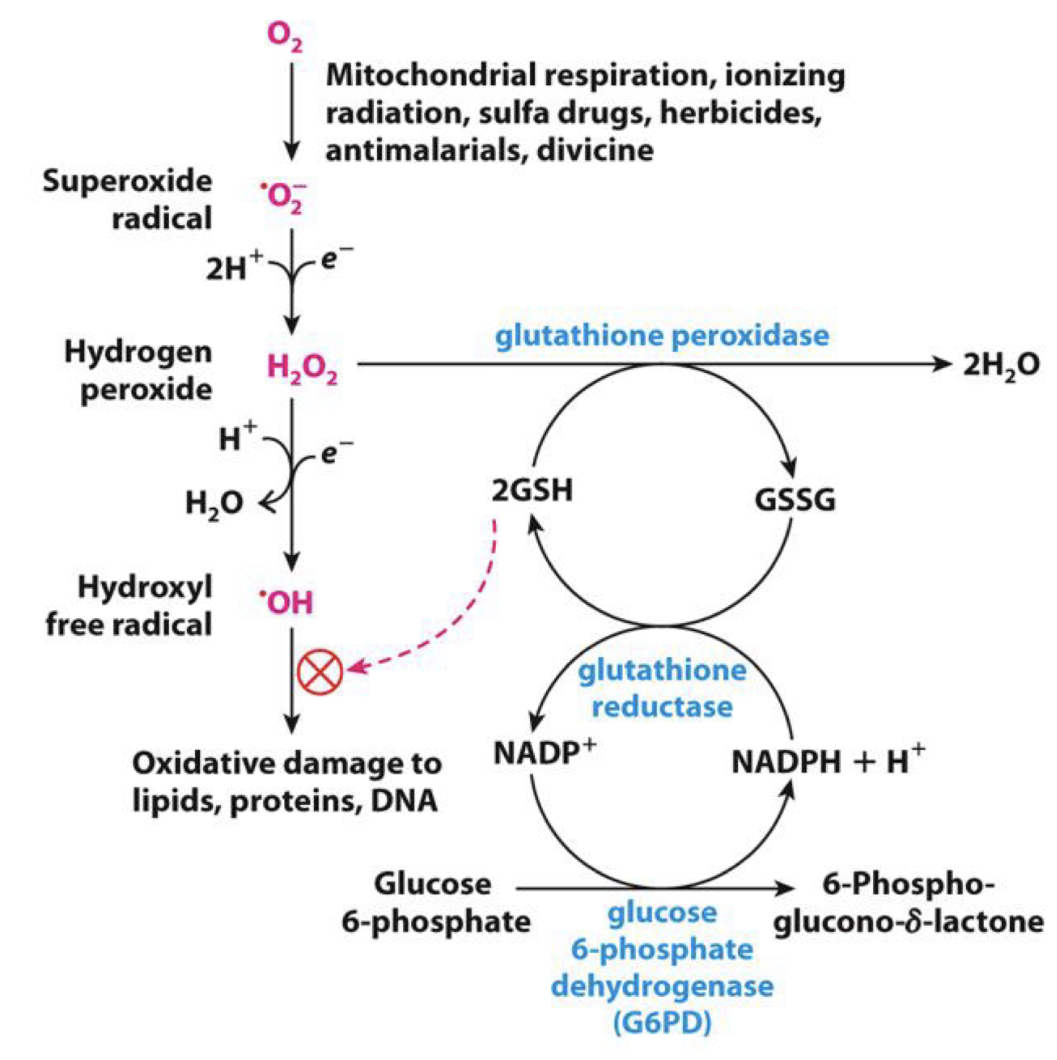 <ol><li><p>G6P is converted to 6-Phosphoglucono-δ-lactone via <strong>glucose-6-phosphate dehydrogenase (G6PD)</strong>, this requires NADP<sup>+</sup> and creates NADPH + H<sup>+</sup></p></li><li><p>These by-products are used by<strong> glutathione reductase </strong>to produce NADP<sup>+</sup> and convert glutathione disulfide (GSSD) to two molecules of reduced glutathione (GSH)</p></li><li><p>2GSH is used by<strong> glutathione peroxidase</strong> to convert H<sub>2</sub>O<sub>2</sub> to two water molecules. The 2GSH is converted back to GSSG</p></li></ol><p>This is necessary to prevent harmful radical formation (OH<sup>-</sup>) in the body</p><p>GSH also inhibits hydroxyl free radicals from causing damage to the body</p>
