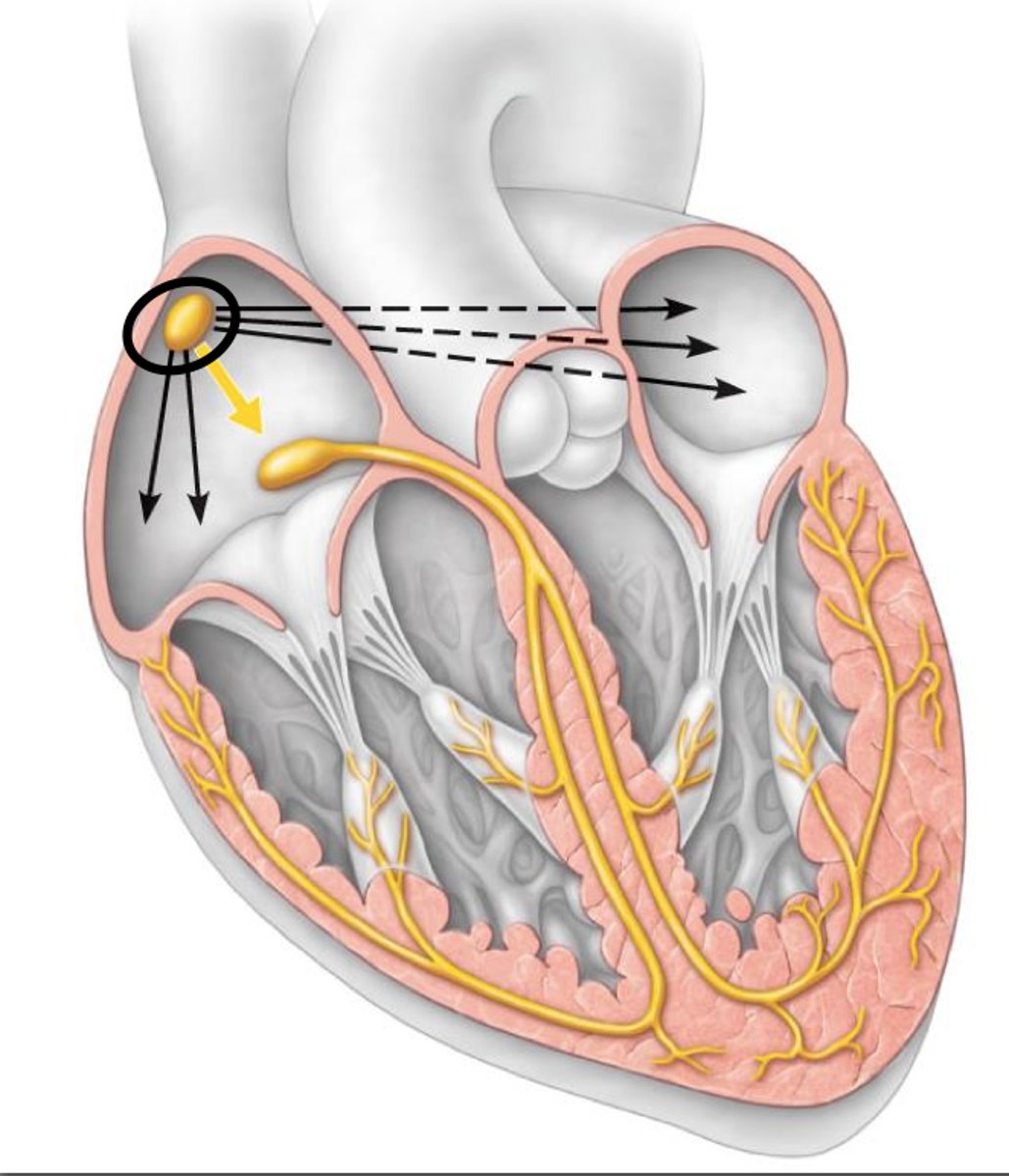 <p>Pacemaker; generates impulses</p>