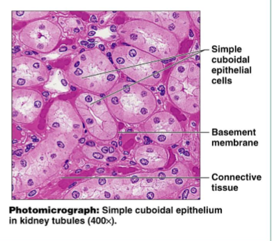 <ul><li><p>Secretion and absorption</p></li></ul><p></p>