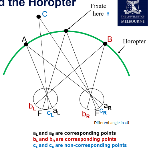 <p>The locus of points in visual space that stimulate corresponding retinal points. If the object falls on the horopter, it will give rise to corresponding points (aka seen as a single object)</p><p></p><p>WILL NEED TO DRAW THIS IN AN EXAM. IT IS CRITICAL TO UNDESTAND THAT A RAY GOES THROUGH THE NODAL POINT (about 1/3 down the eye)</p>