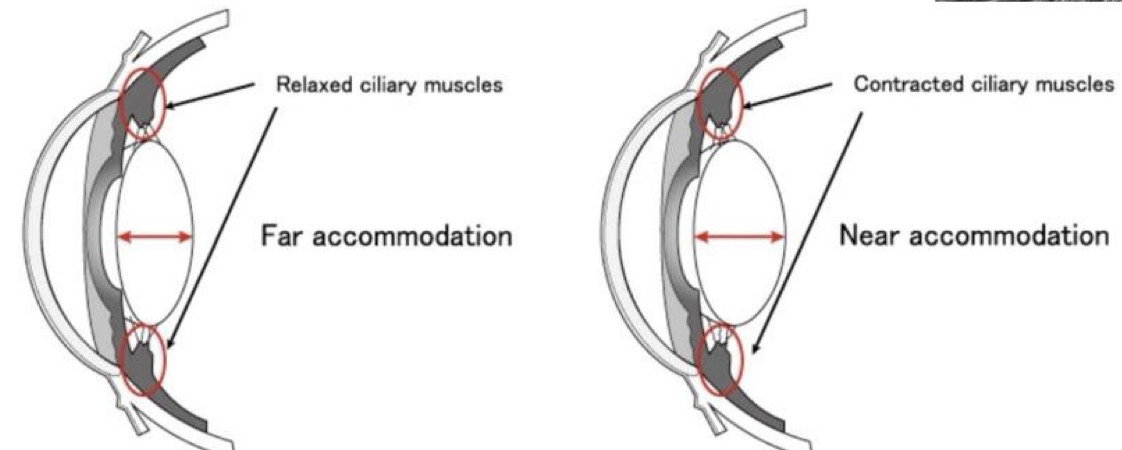 <ul><li><p>Used to focus light on the retina by changing shape</p></li><li><p><strong>Relaxed</strong> ciliary muscles = <strong>far</strong> accommodation = <strong>narrower lens</strong></p></li><li><p><strong>Contracted</strong> ciliary muscle = <strong>near</strong> accommodation = <strong>wider lens</strong></p></li></ul><p></p>