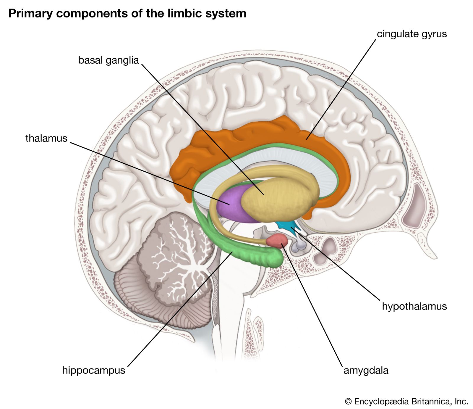 <p>Limbic system</p>
