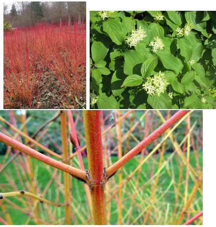 <p>Takken tegenoverstaand</p><p>bladeren tegenoverstaand</p><p>blad gelijkend op dat van gele kornoeltje, nerven tegenoverstaand, en volgens bladrand</p><p>jonge takken zijn rood</p><p>witte bloemen, zwarte vruchten</p>