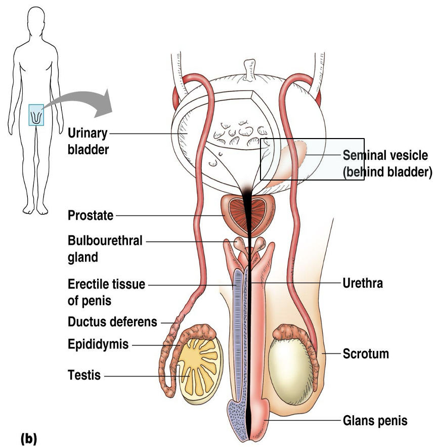 <p>For the four male reproductive accessory glands, how many of them are in one healthy male?</p>
