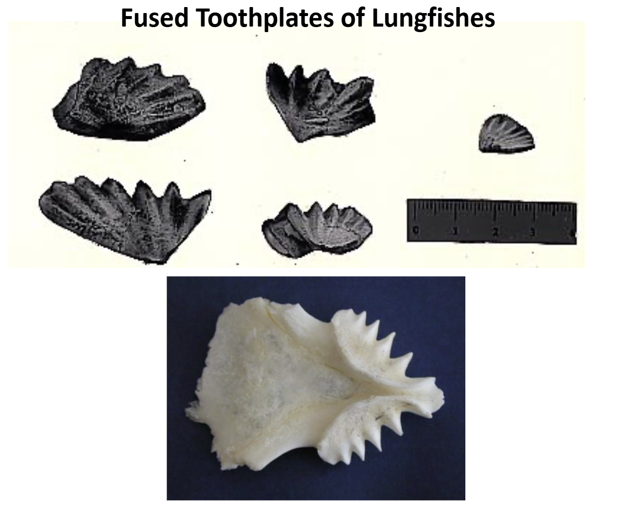 <p>Synapomorphic Character States Extant Dipnoans - Lungfishes</p>