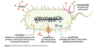 <p><span>Reduce intake of drug into the cell.<strong> </strong>Alter drug’s target so the antibiotic cannot bind effectively.</span><span style="color: black;"><strong> </strong></span><span>Pump the drug out of the cell.<strong> </strong>Break down/deactivate antibiotic using enzymes </span></p>
